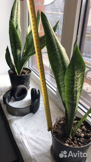 Растение Сансевиерия. «Щучий хвост»