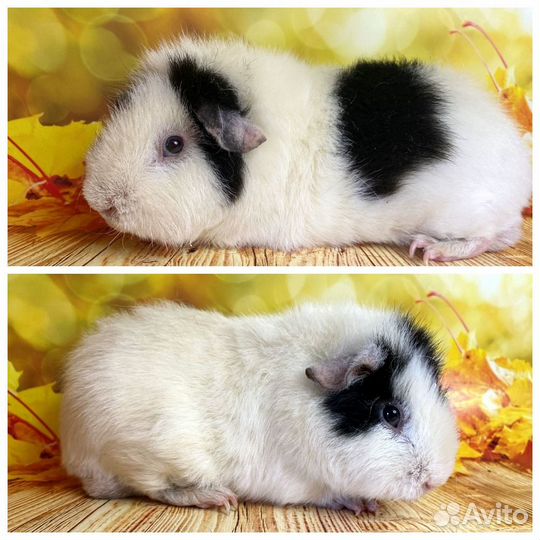 Морские свинки Америк.Тедди(самцы)