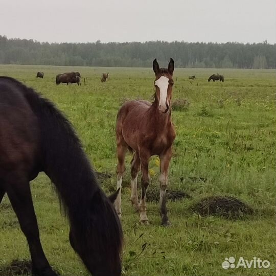 Жеребчикки