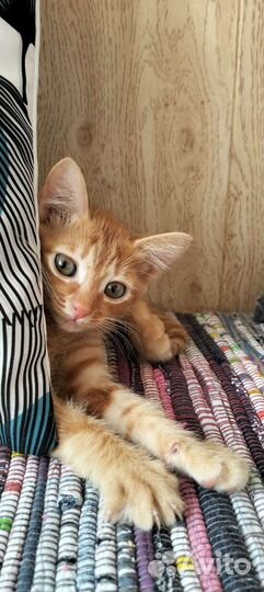 Котенок девочка