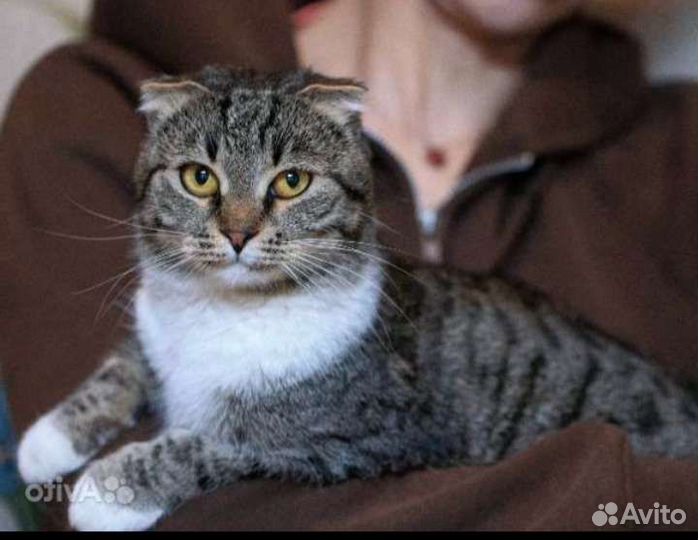 Породистая красавишна Глэдис. Лесной приют