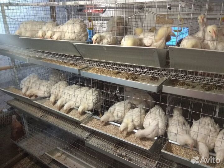 Клетка для кур до 96 голов 3-х ярусная с каркасом