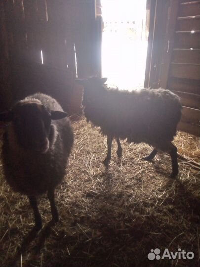 Продам ярочек