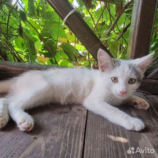 Отдам котенка в добрые руки