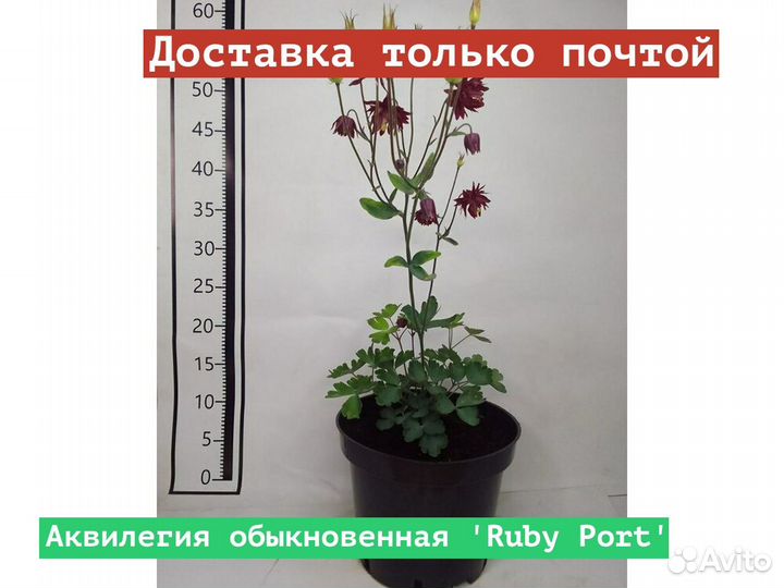 Аквилегия обыкновенная Ruby Port