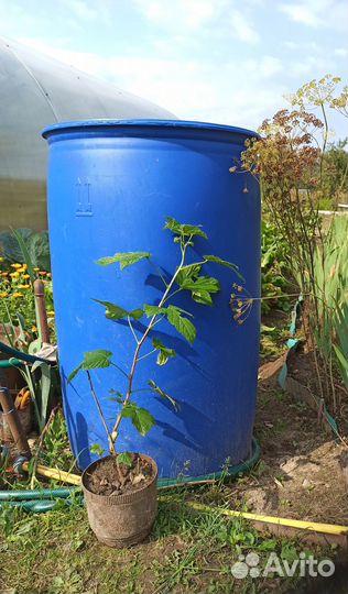 Жимолость, ежевика, смородина, крыжовник