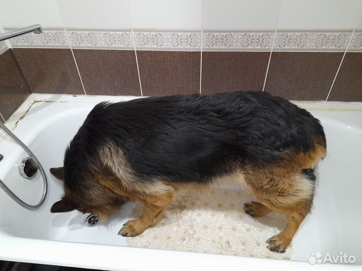 Выгул собак