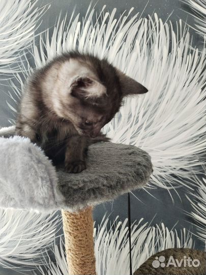 Котик в добрые ручки