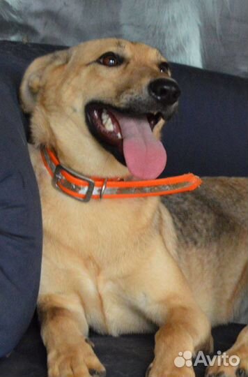 Отдам рыжую Сольку в дар