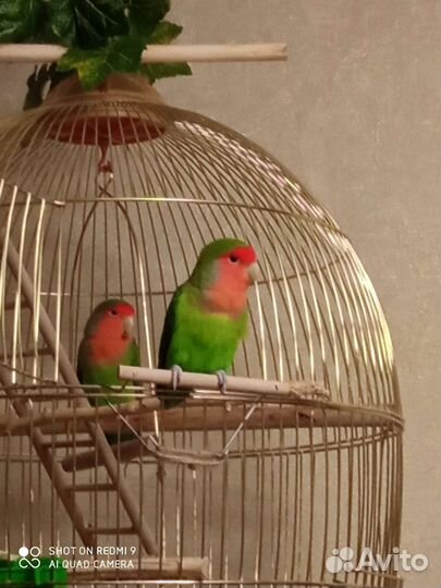 Пара попугаев неразлучников