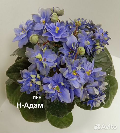 Фиалки сортовые мини и полумини