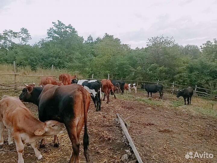 13 Г, 7коров, 2 бык,1,5г 4 тел,5-6м,3б1т