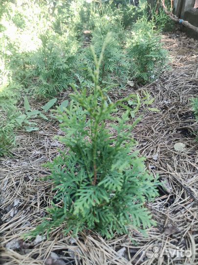 Туя западная смарагд