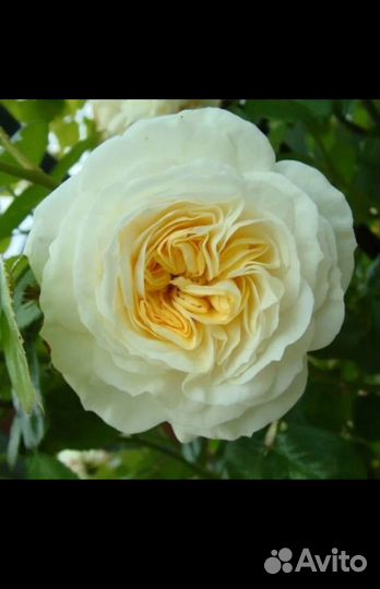 Кустовые розы