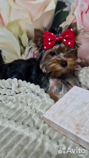 Счастье в дом