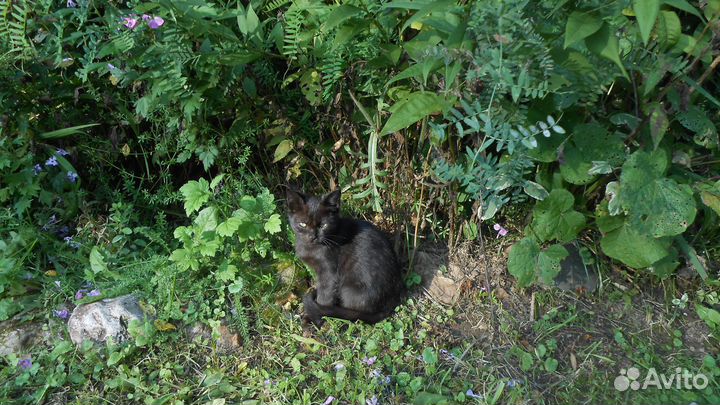 Красивые котята ищут своих маму и папу