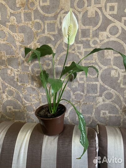 Цветок женское счастье (спатифиллум)