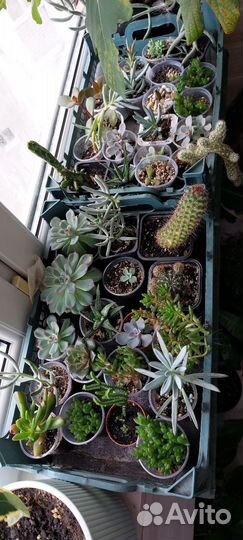 Комнатные цветы, суккулент отростки