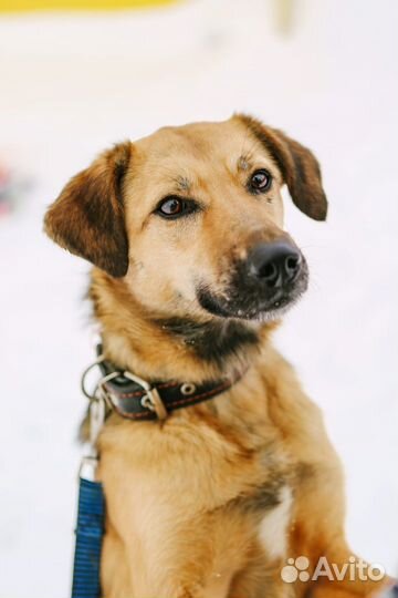 Очень красивая молодая собака Рейчел