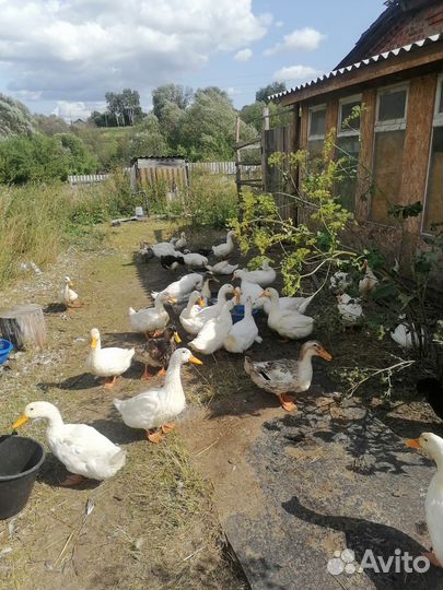 Продаю уток