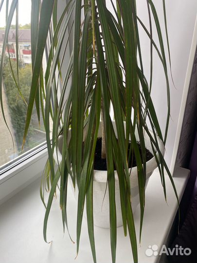 Пальма драцена с горшком