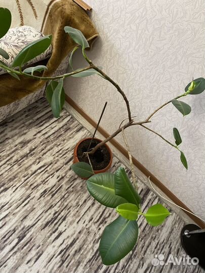 Фикус каучуконосный