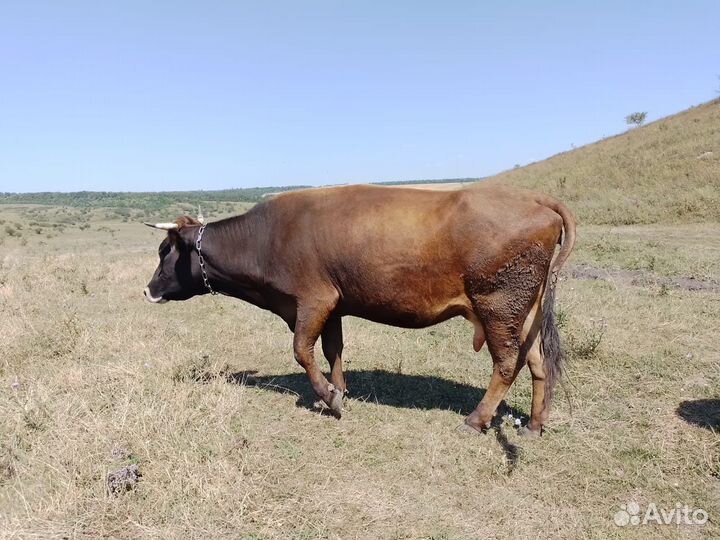 Продается корова