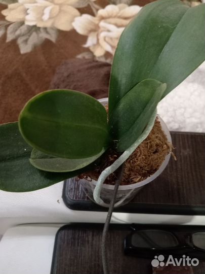 Орхидея фаленопсис детка