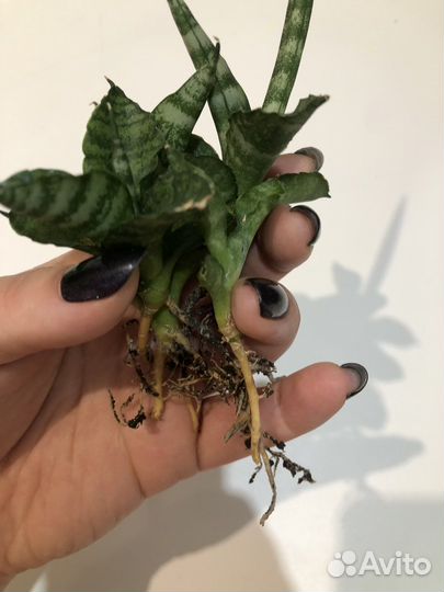 Сансивиерия цилиндрика