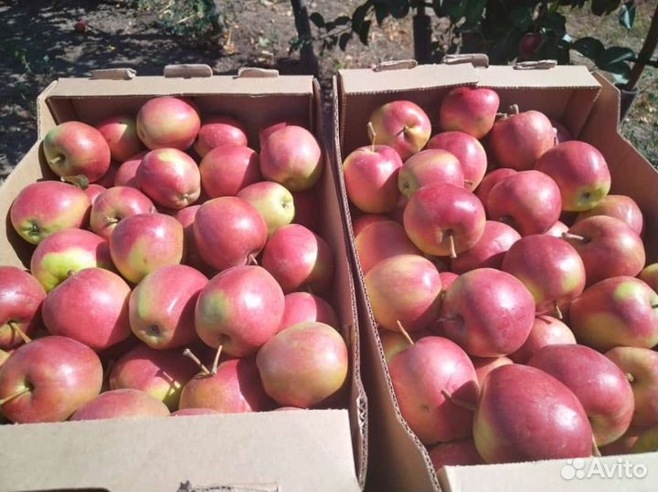 Яблоки опт. продажа