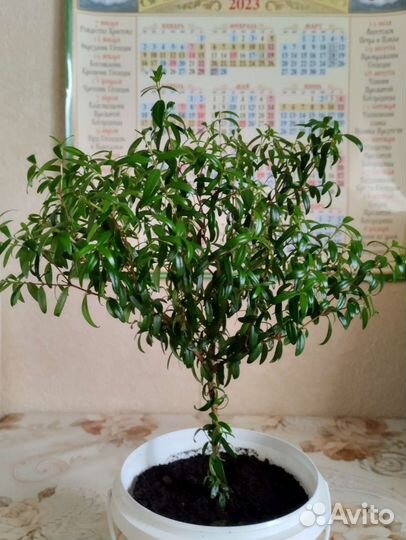 Комнатные цветы