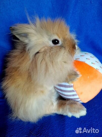 Карликовые кролики