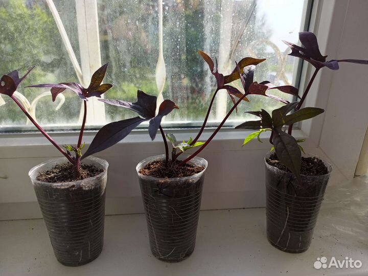 Ипомея батат