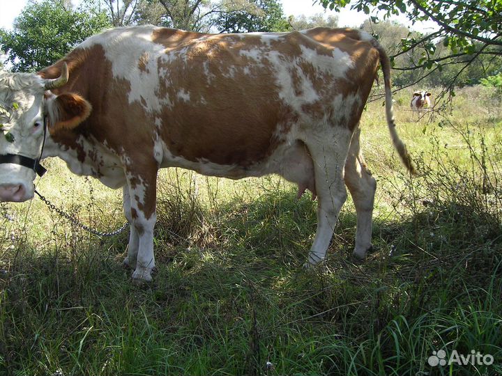 Козы телочки корова