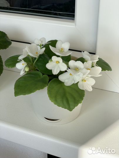 Фиалки белые и фиолетовые