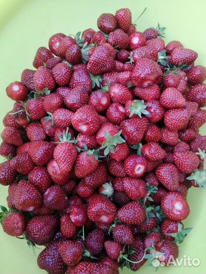 Рассада клубники