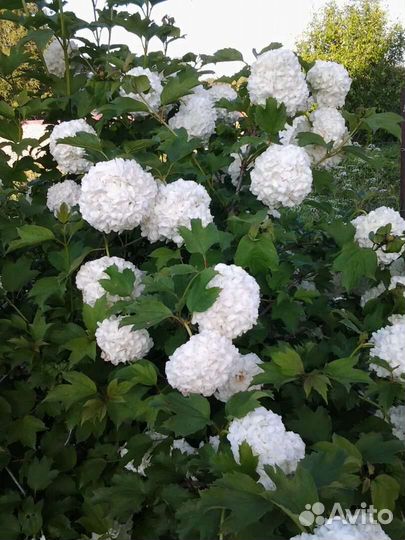 Калина Бульденеж