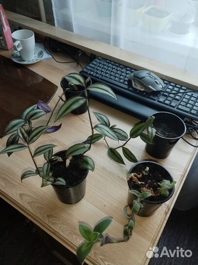 Традесканция