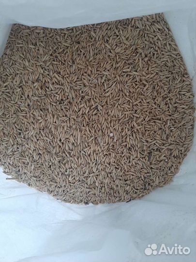 Сельхоз корма овес