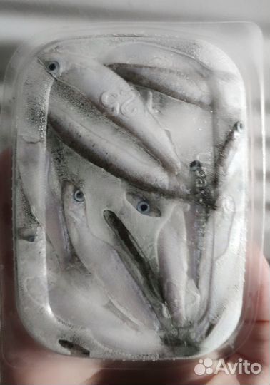 Тюлька волжская свежий вылов. Наживка