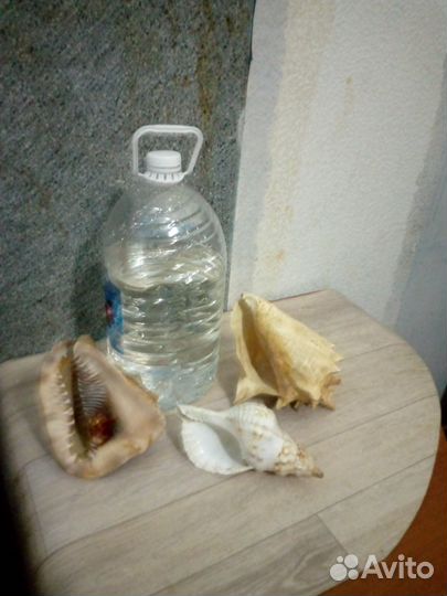 Морские ракушки раковины большие