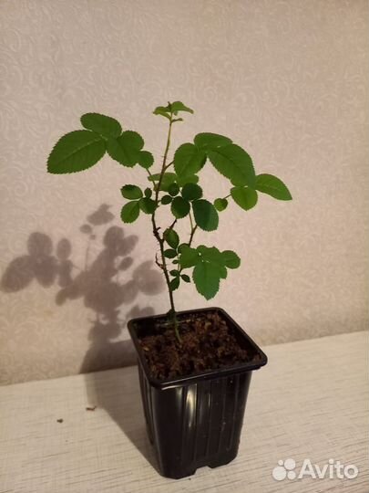 Робуста роза парковая саженцы