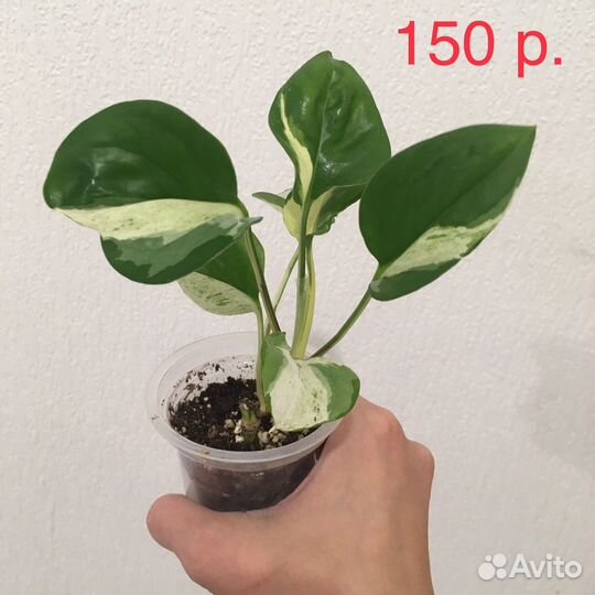 Эпипремнум Хеппи Лиф (Happy Leaf)