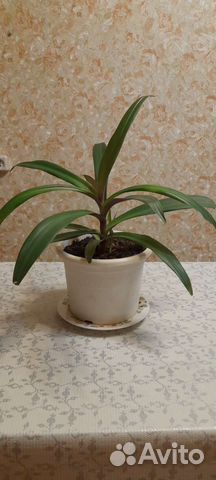 Традесканция (рео разноцветное)