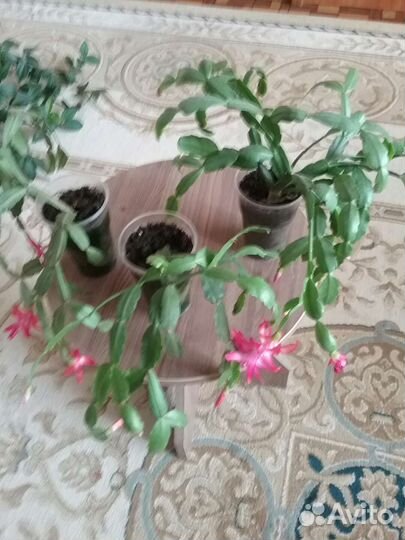 Цветы для дома и офиса