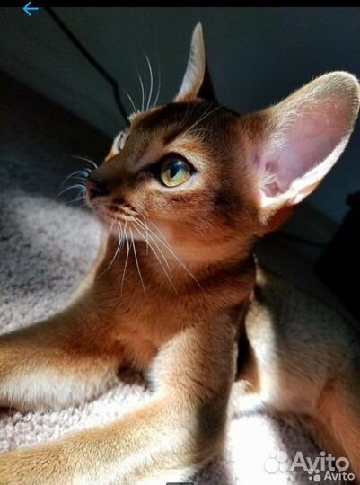 Абиссинские котята