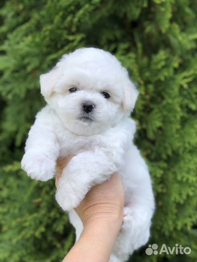 Щеночки Бишон фризе