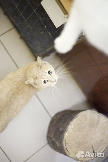 Кошки и коты в добрые руки