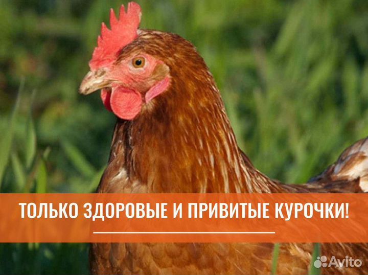 Куры несушки с доставкой