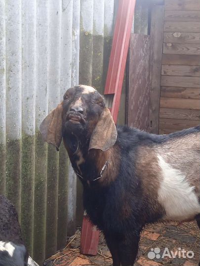 Вязка Англо-нубийским козлом